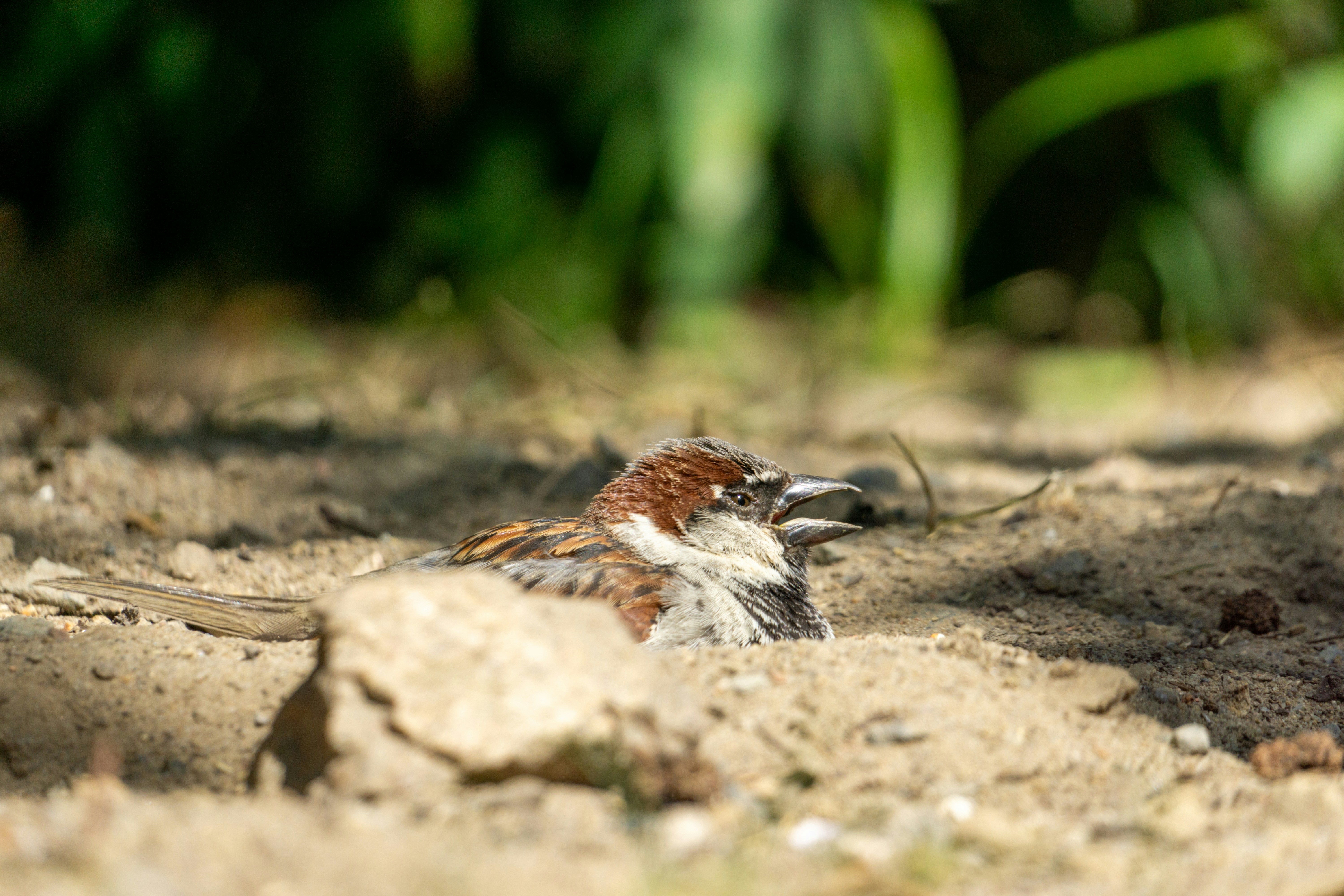 Photo by robertschwarz