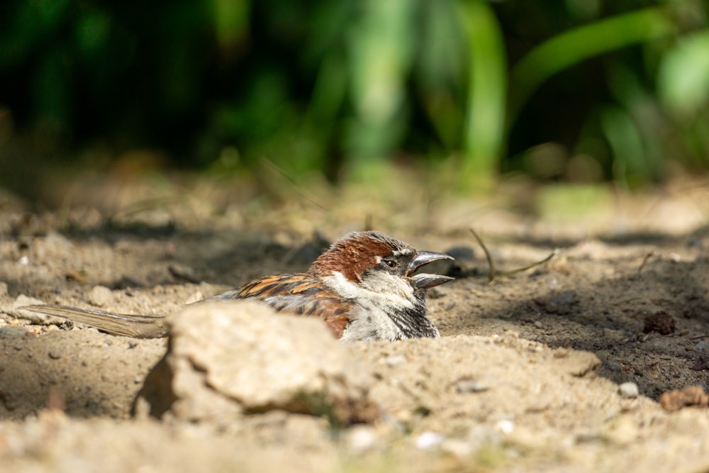 a bird that is laying down on the ground