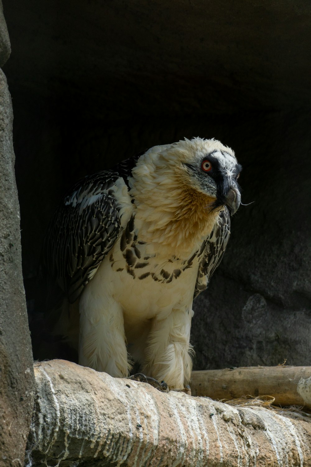 a close up of a bird on a rock