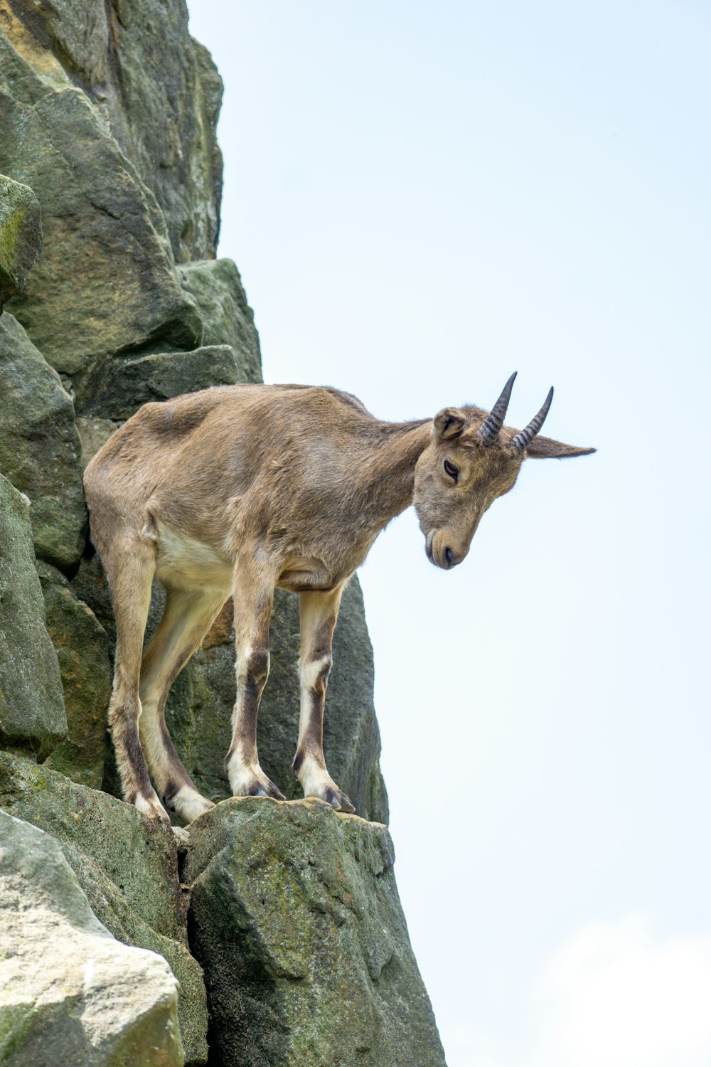 a goat standing on top of a large rock