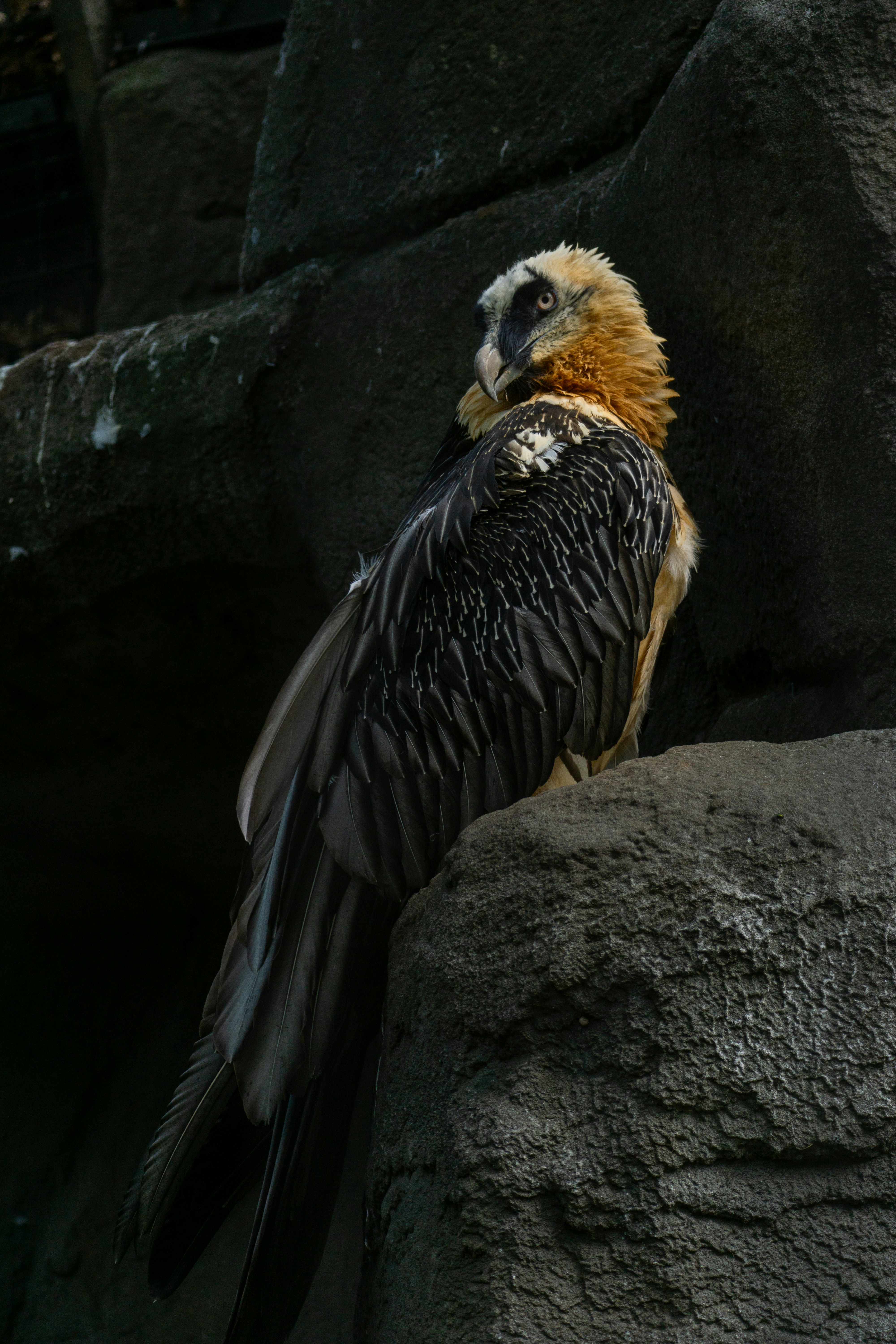 Bearded Vulture