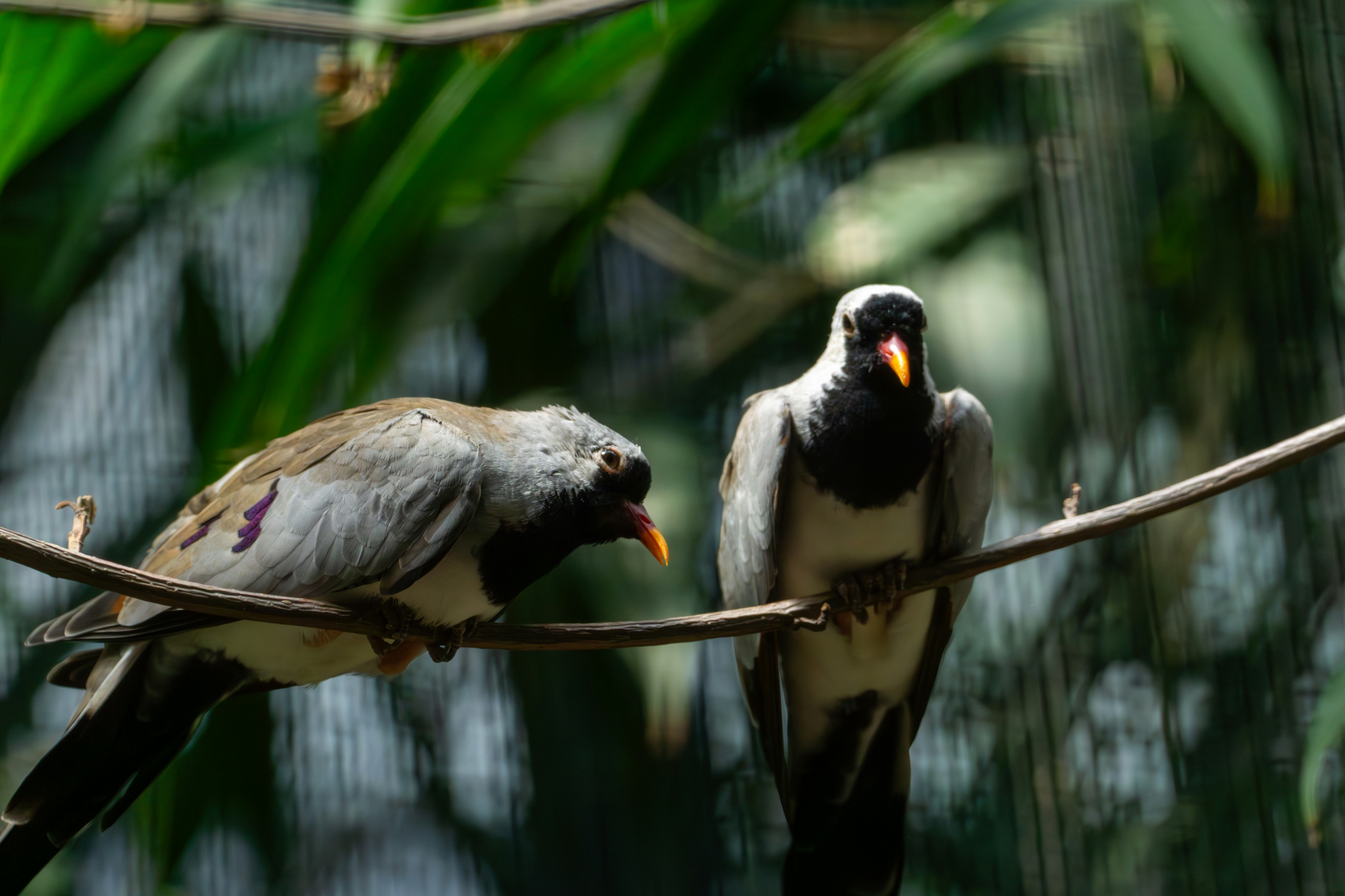 Photo by robertschwarz