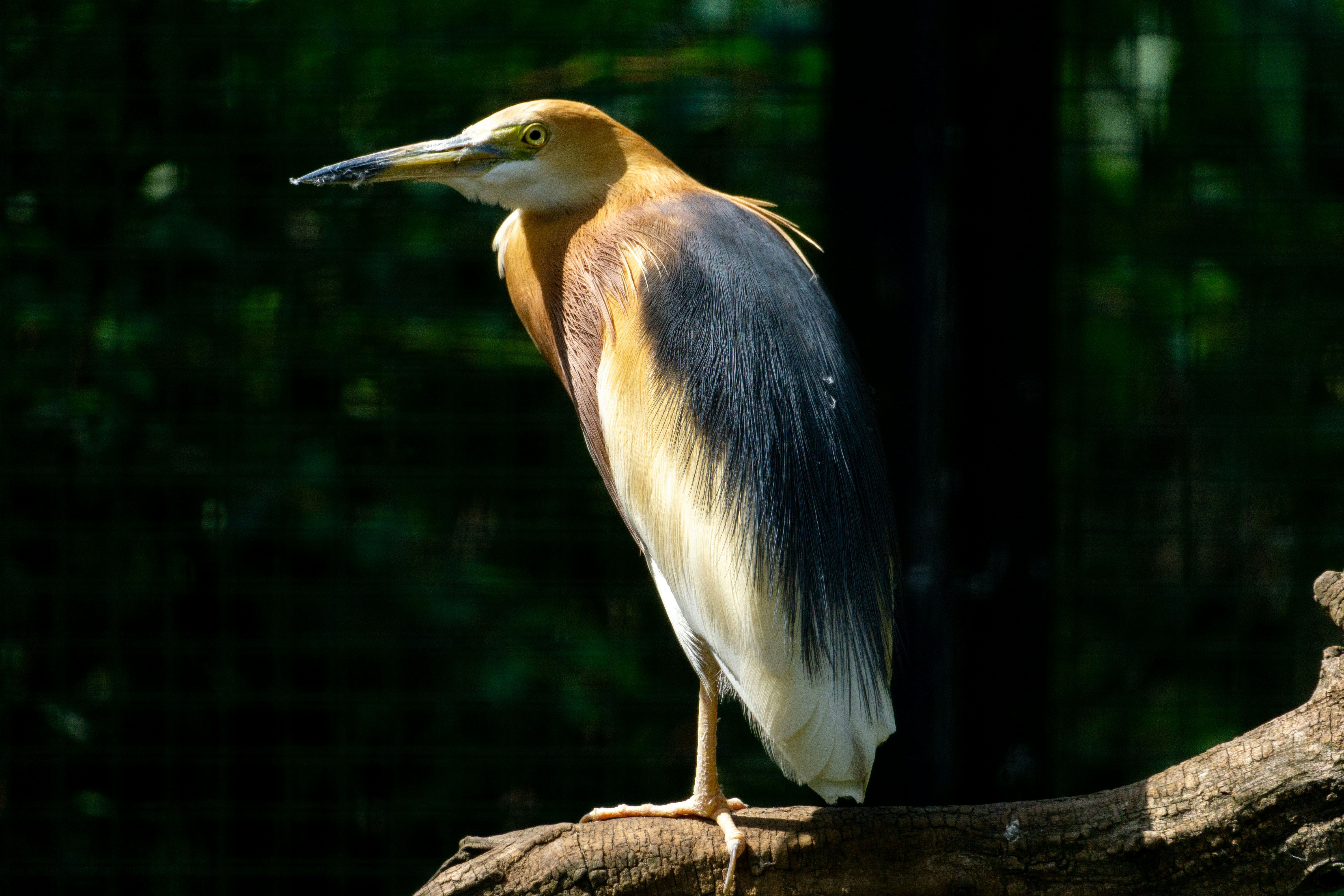 Photo by robertschwarz