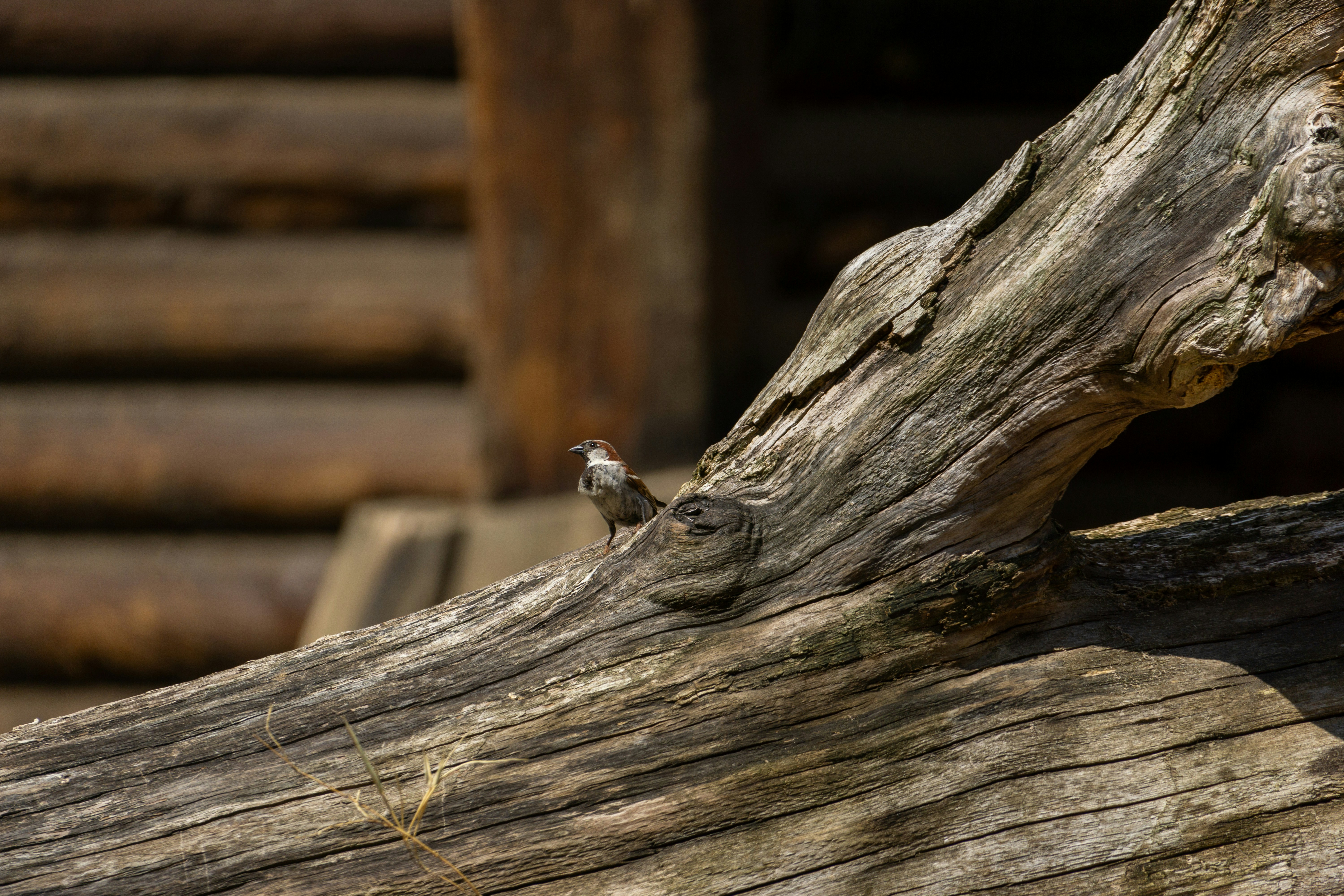 Photo by robertschwarz