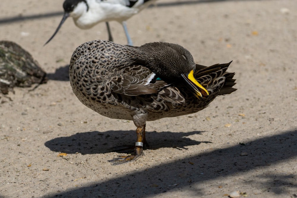 ein paar Vögel, die im Dreck stehen