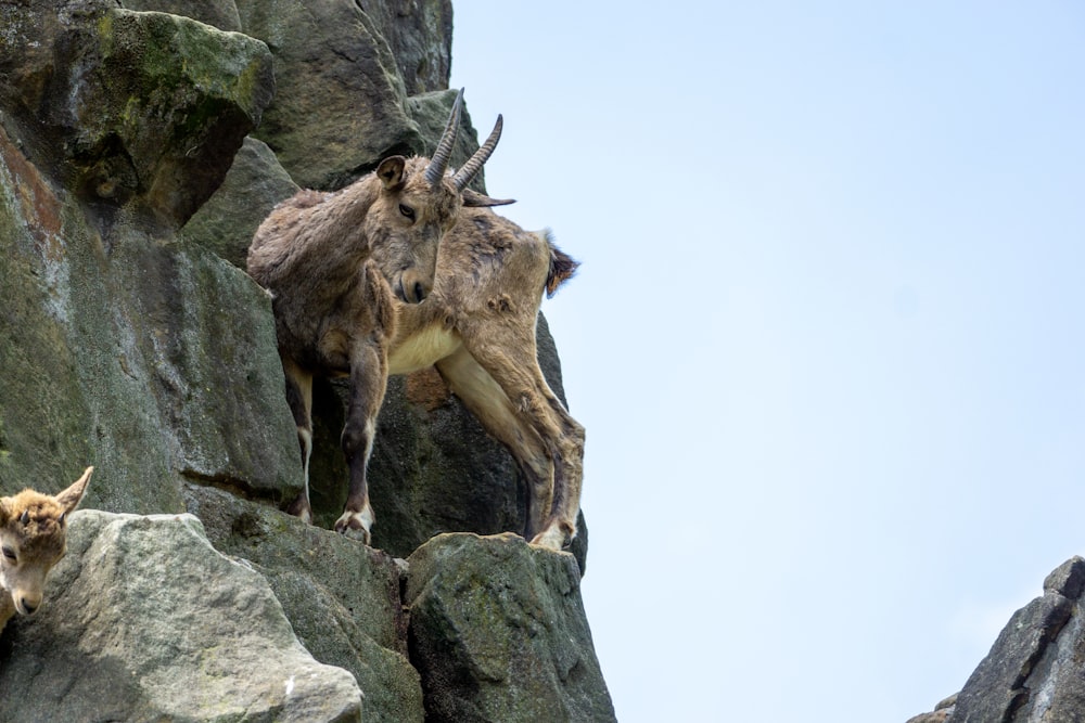 ein paar Tiere, die auf einigen Felsen stehen