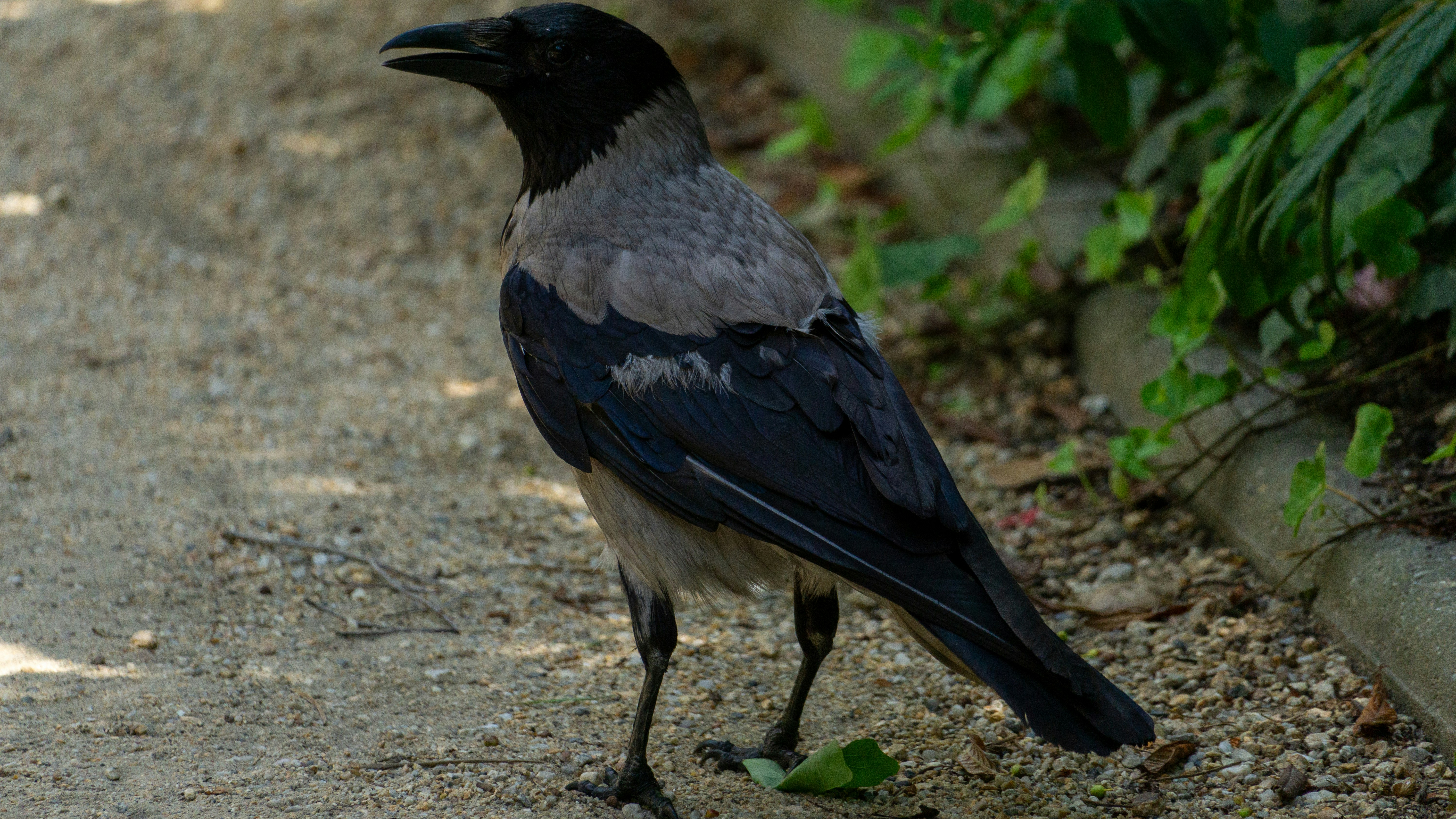 Photo by robertschwarz