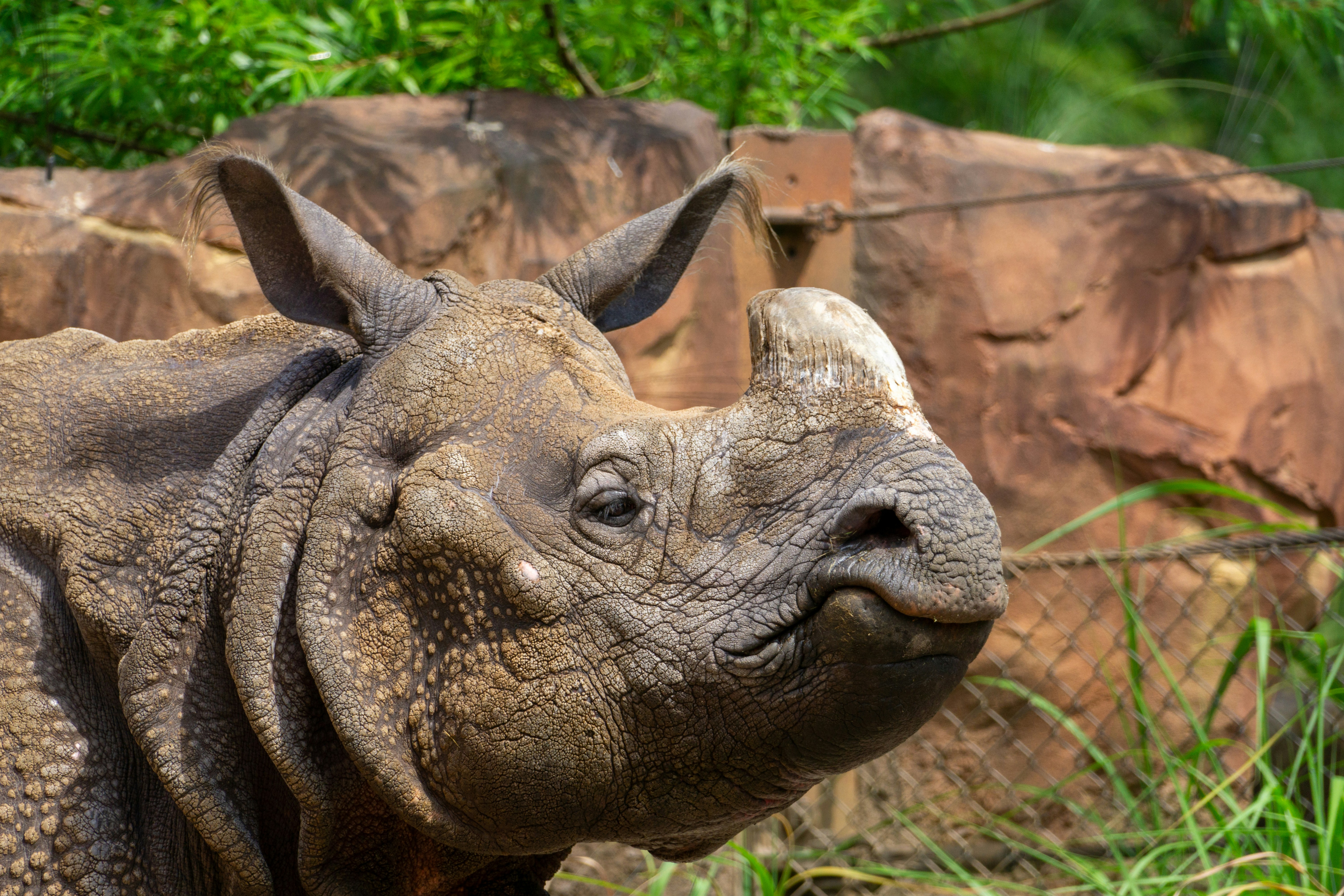a close up of a rhino's face with trees in the background