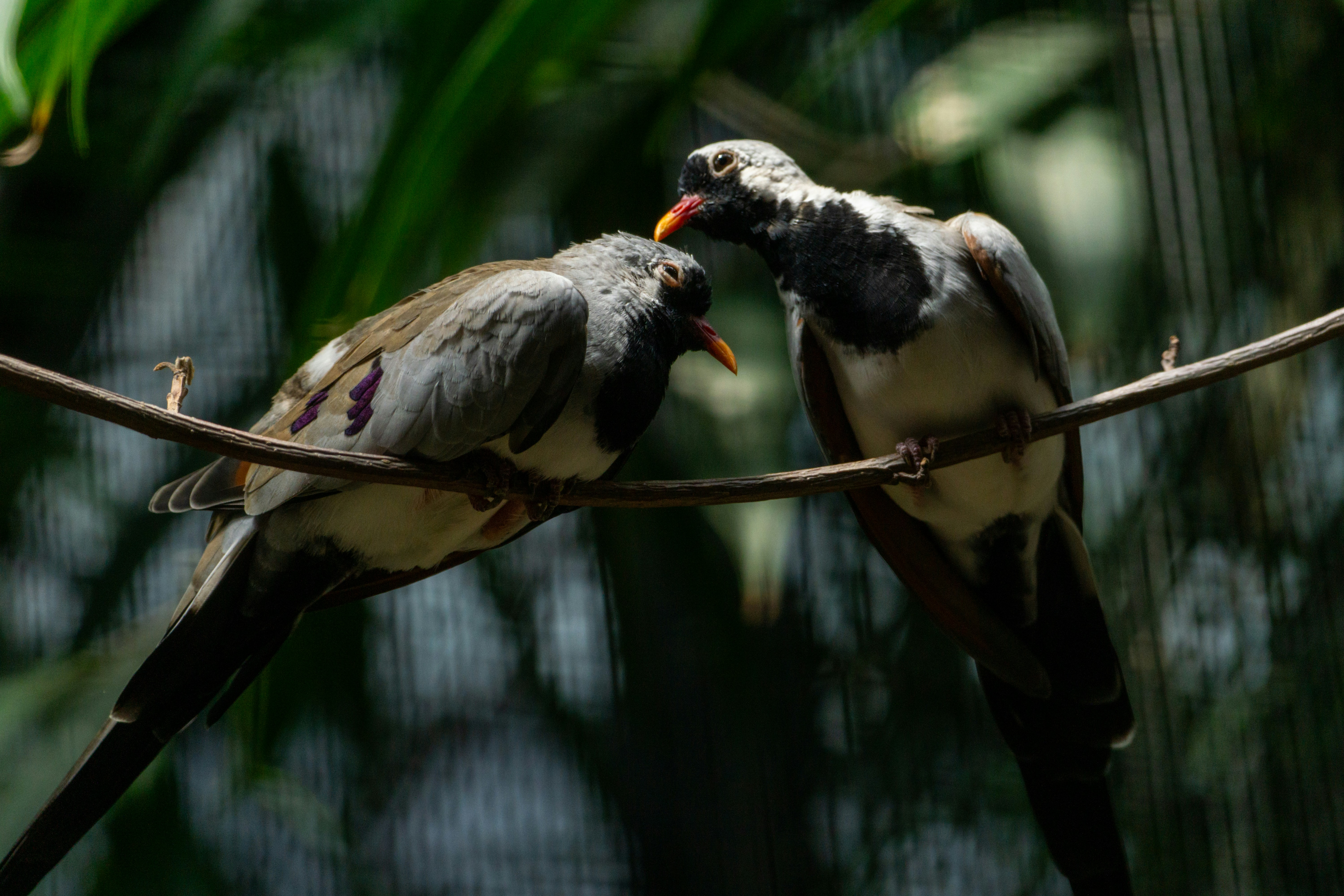 Photo by robertschwarz