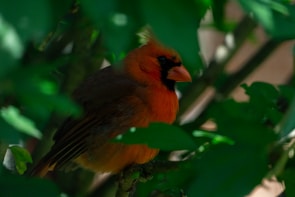 A colorful garden bird perched on a blooming branch under soft sunlight.