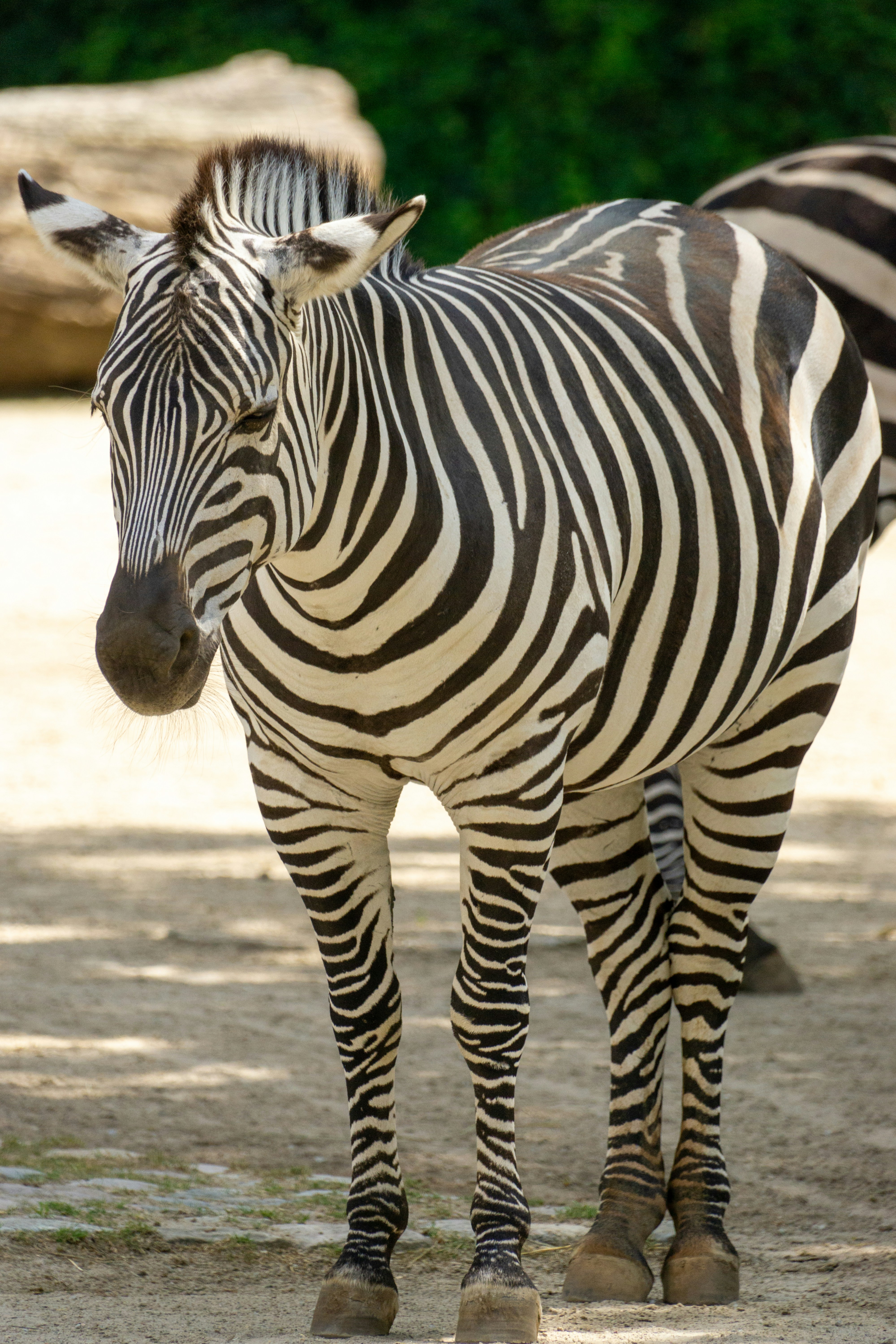 Photo by robertschwarz