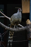 A pheasant-like bird with speckled feathers perches on a tree branch. Its elongated tail feathers are prominently striped. The background is dark, enhancing the bird's intricate patterns and soft hues.