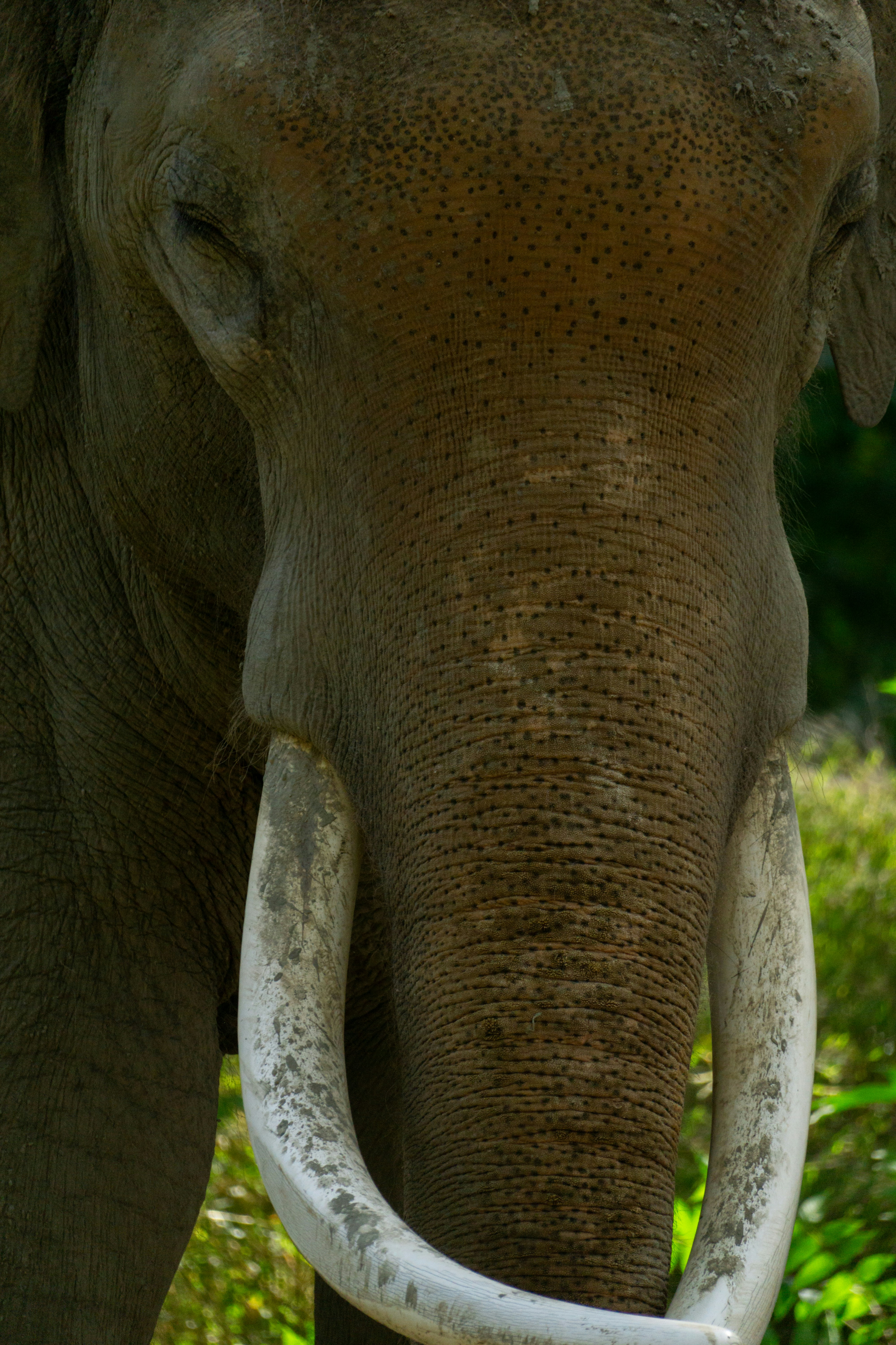 a close up of an elephant with tusks