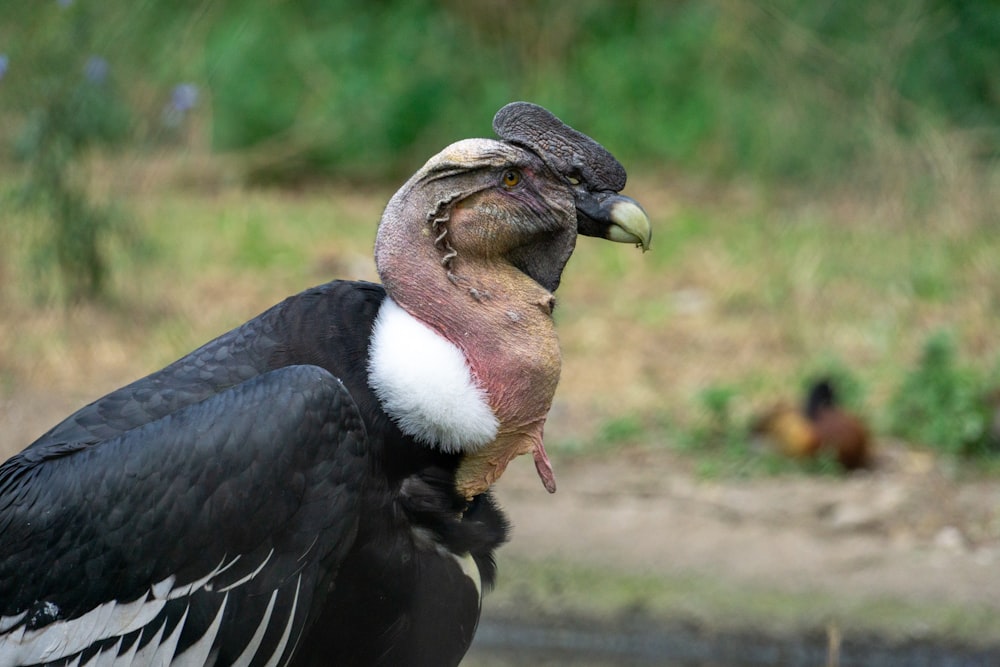 a large bird with a very large beak