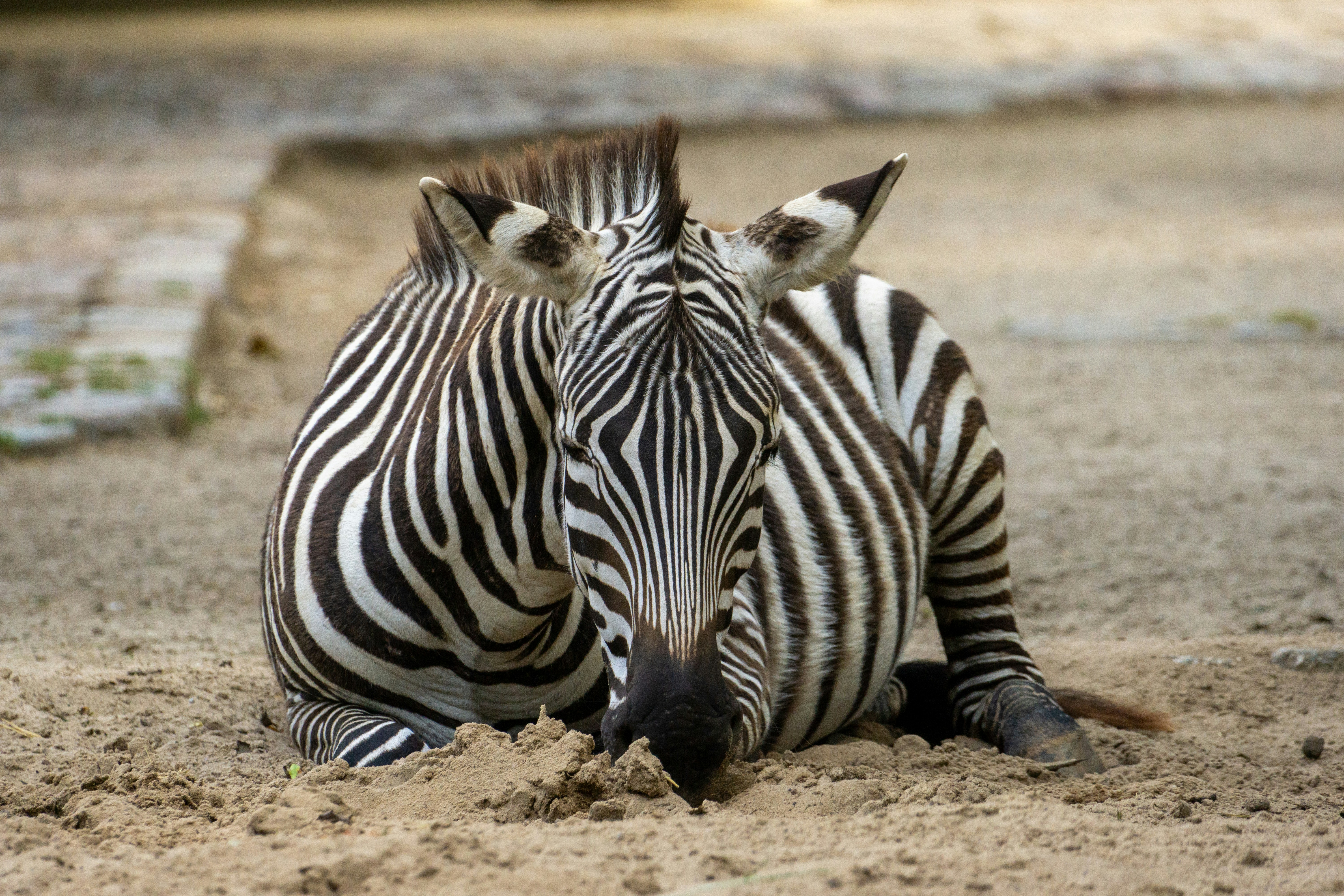 a couple of zebra standing next to each other on a dirt field
