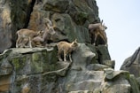 A group of goats climbing rocky terrain, showcasing their agility and strength.