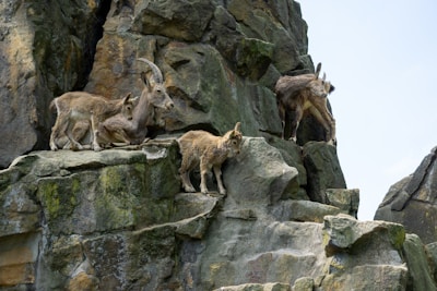 A group of goats climbing rocky terrain, showcasing their agility and strength.