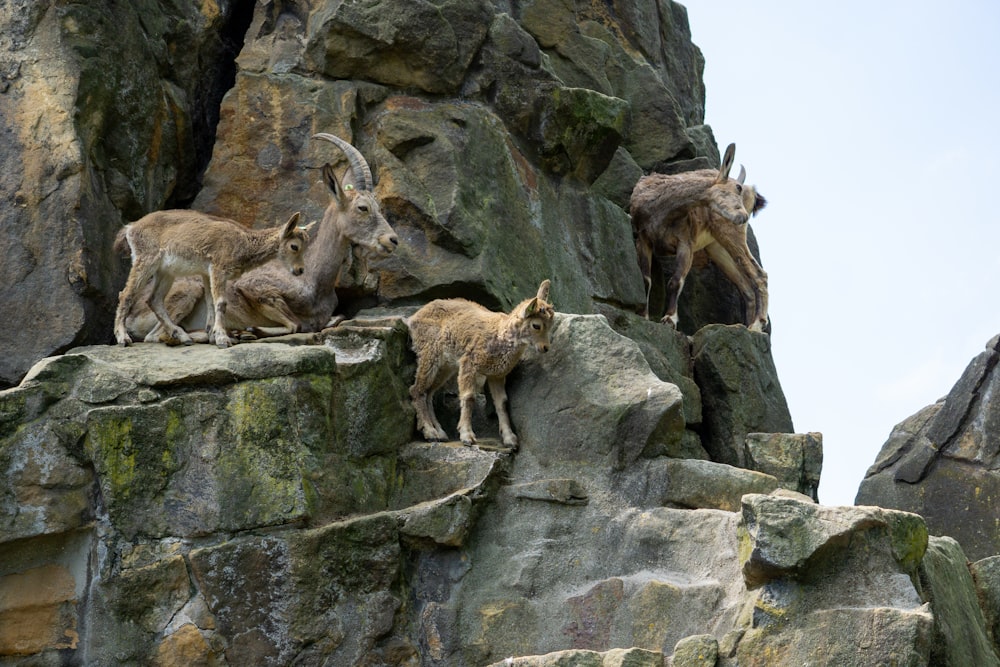 a group of mountain goats standing on top of a rocky cliff