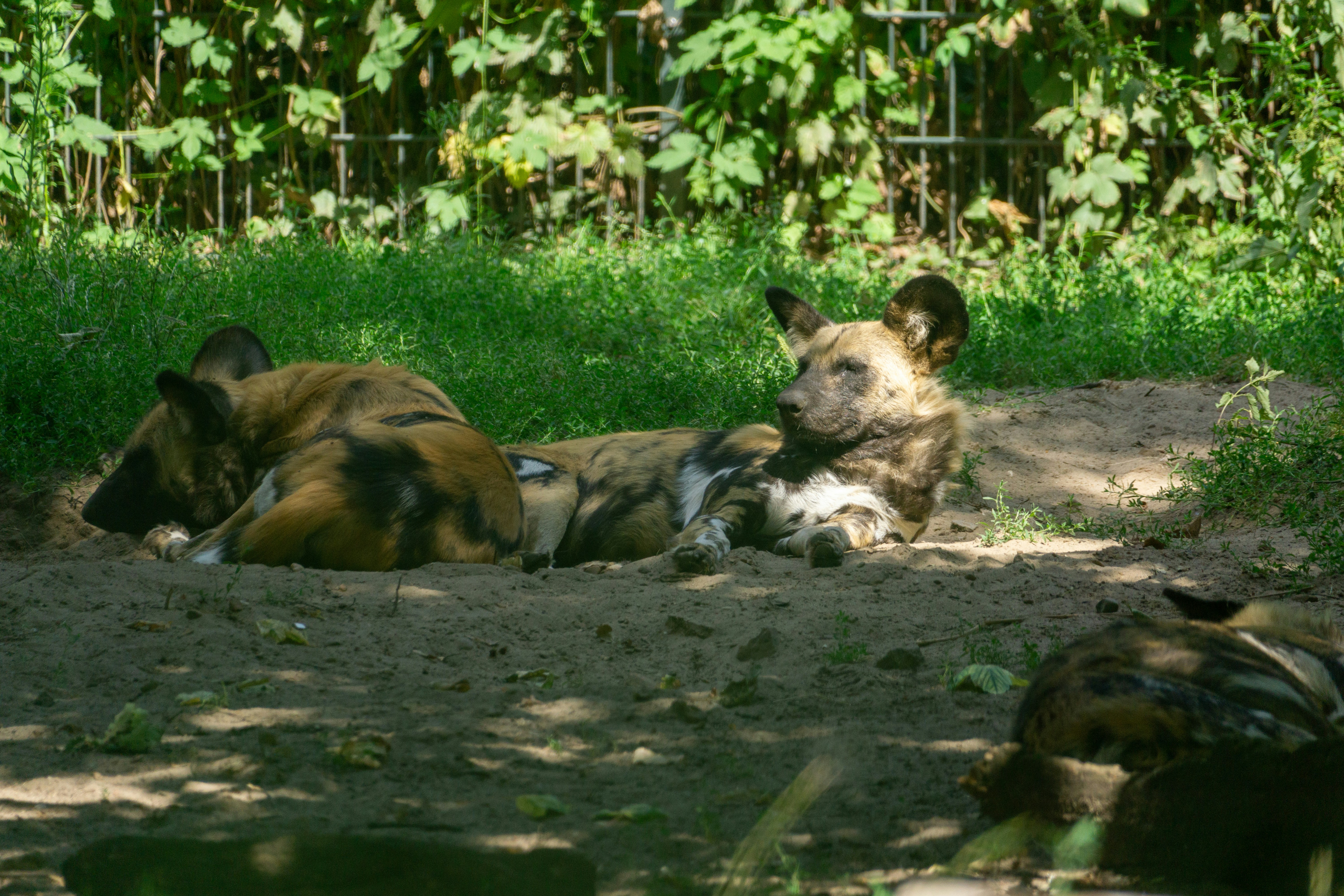 Photo by robertschwarz