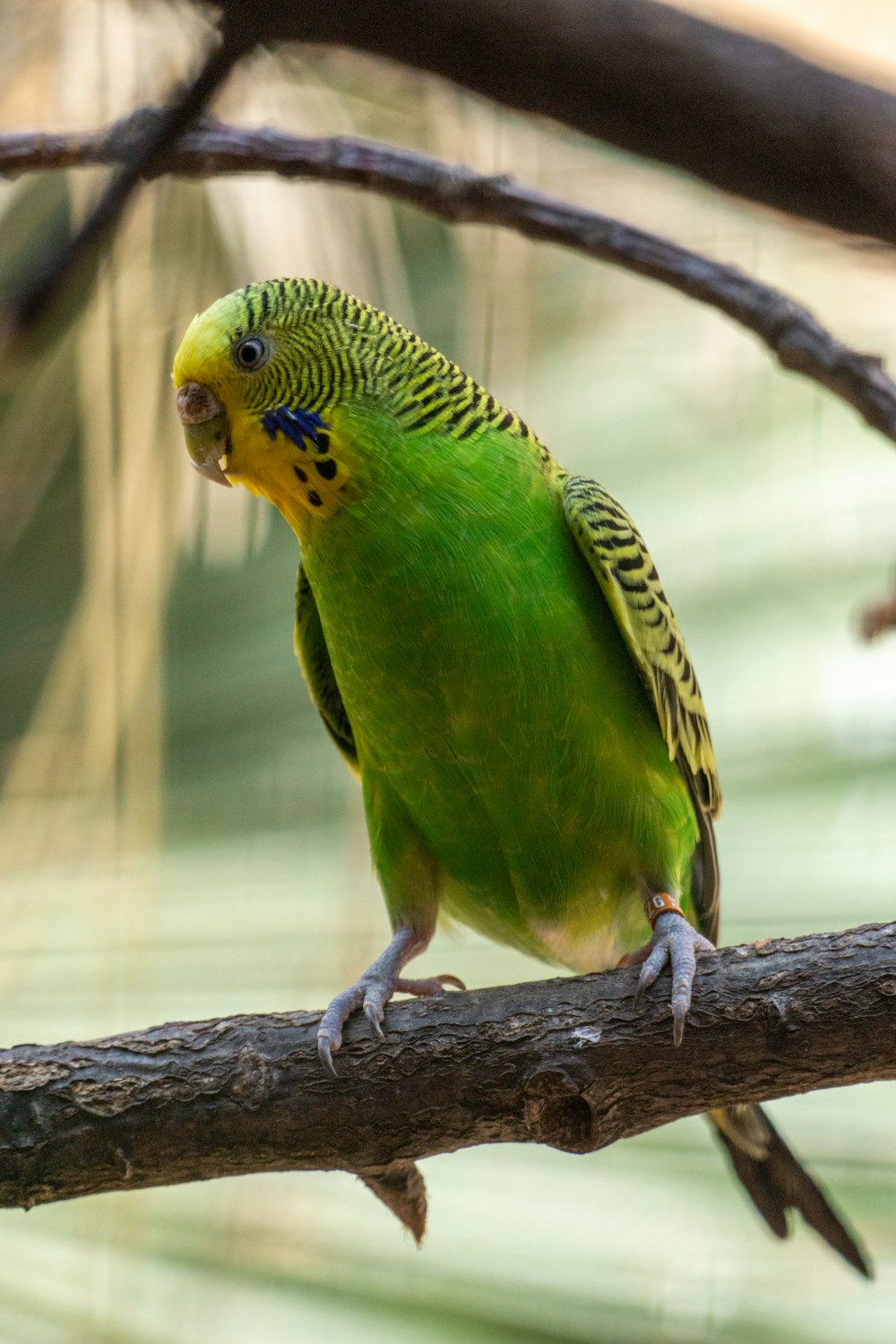 a green and yellow bird perched on a branch