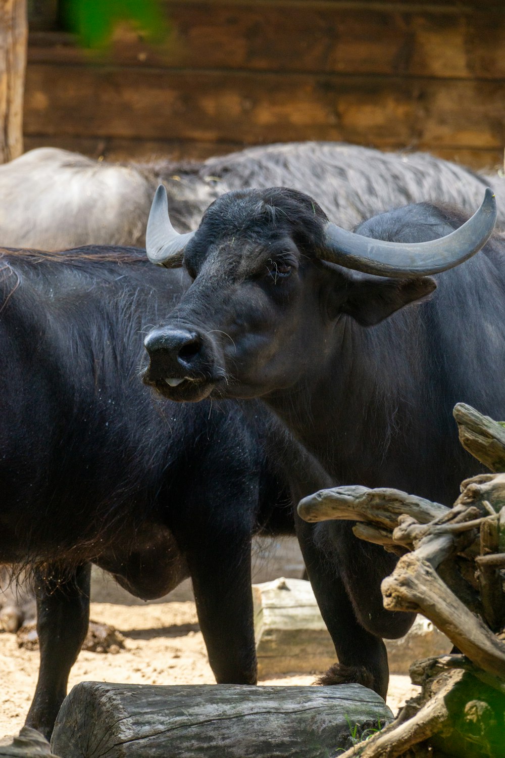 a couple of black bulls standing next to each other