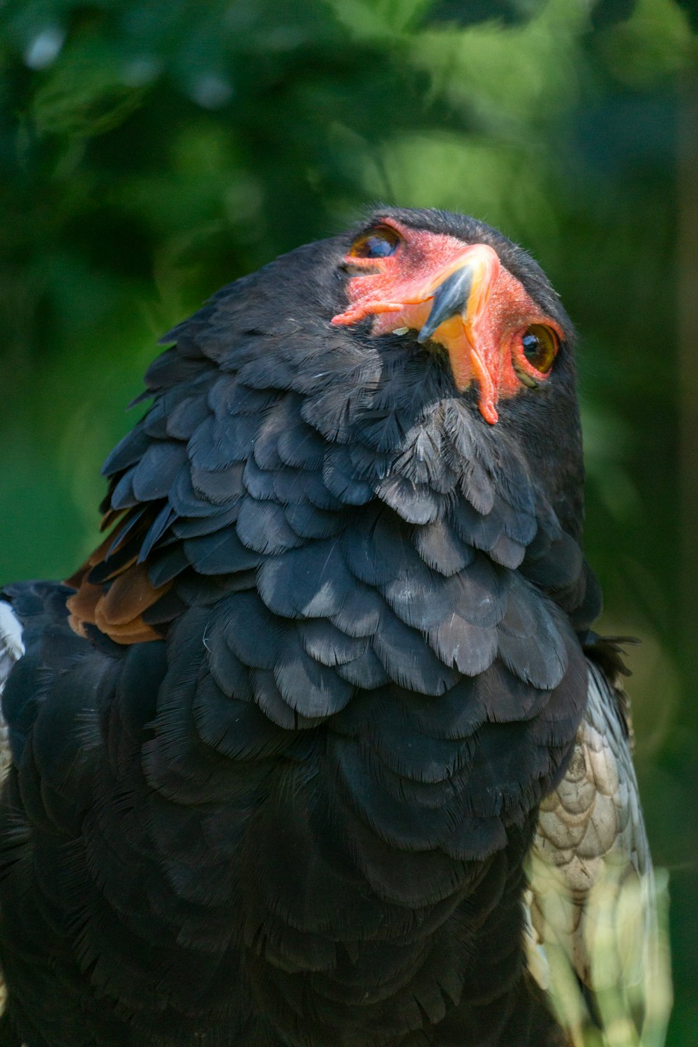 a close up of a bird on a tree branch