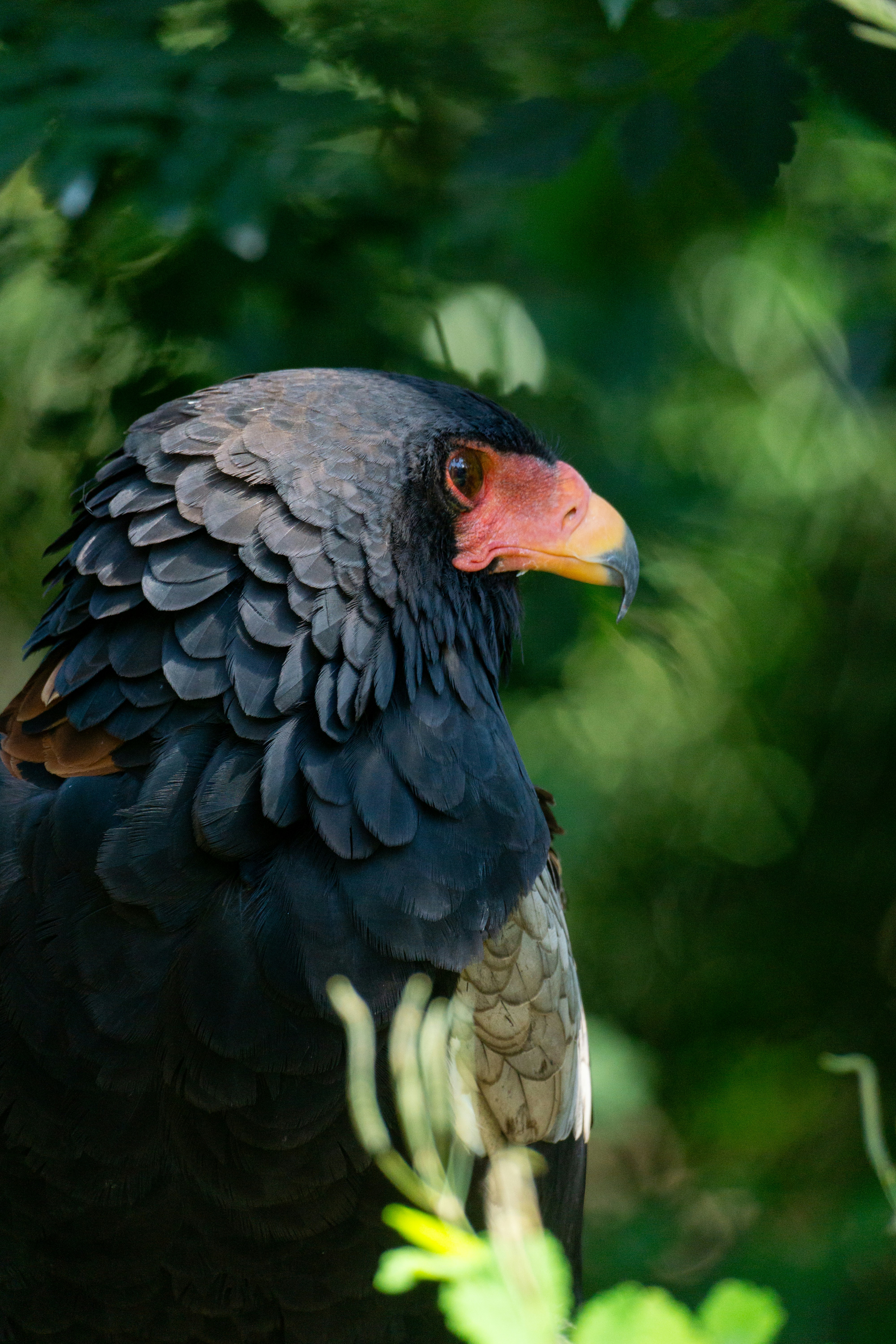 Photo by robertschwarz