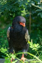 A black bird with a vibrant orange beak and eyes stands amidst lush green foliage. The bird has a distinctive feather pattern with some white on its wings. Its legs are bright orange, matching the beak, and it is surrounded by various green leaves and branches.