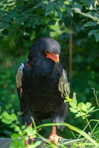 A black bird with a vibrant orange beak and eyes stands amidst lush green foliage. The bird has a distinctive feather pattern with some white on its wings. Its legs are bright orange, matching the beak, and it is surrounded by various green leaves and branches.
