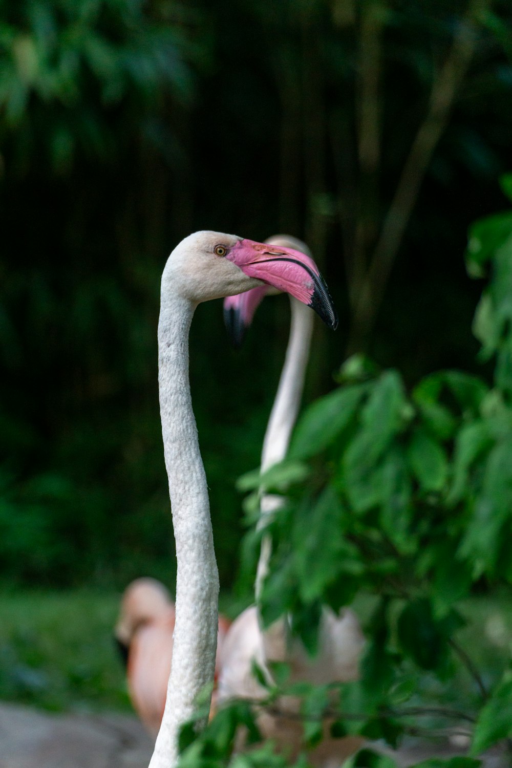 a white flamingo with a pink beak standing next to a tree