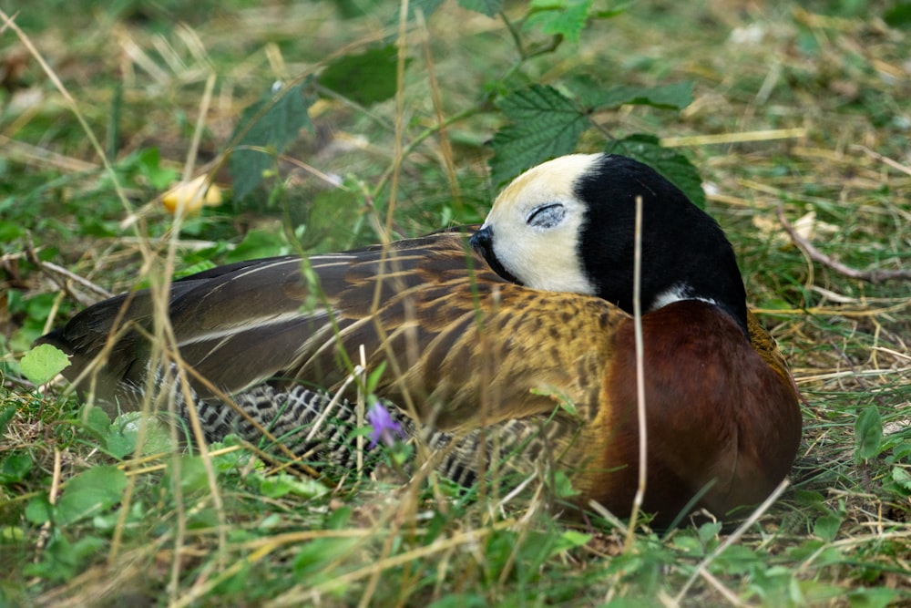 a bird that is laying down in the grass
