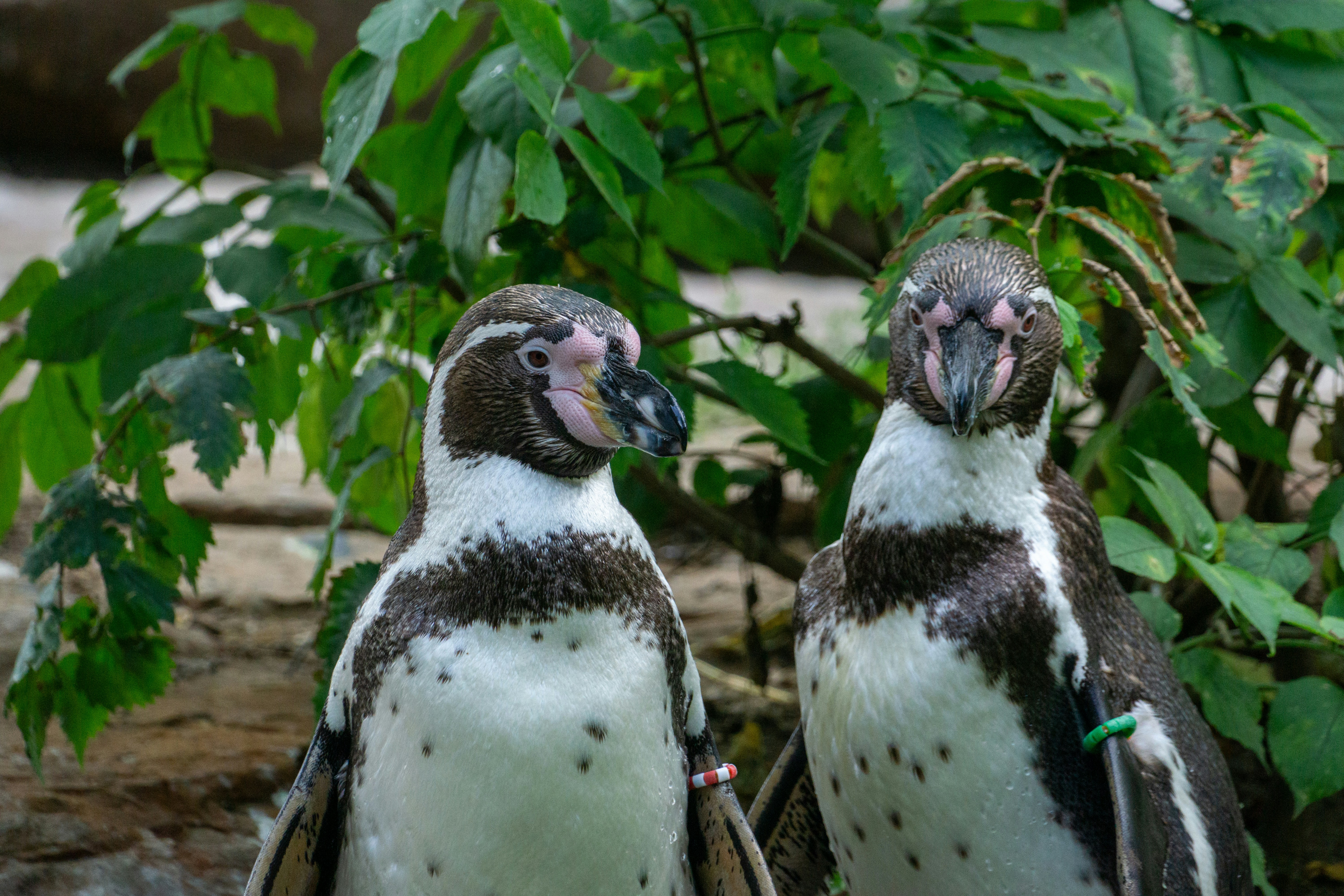 Tarifas de Trump Atingem Alvos Inesperados: Nem os Pinguins Estão a Salvo