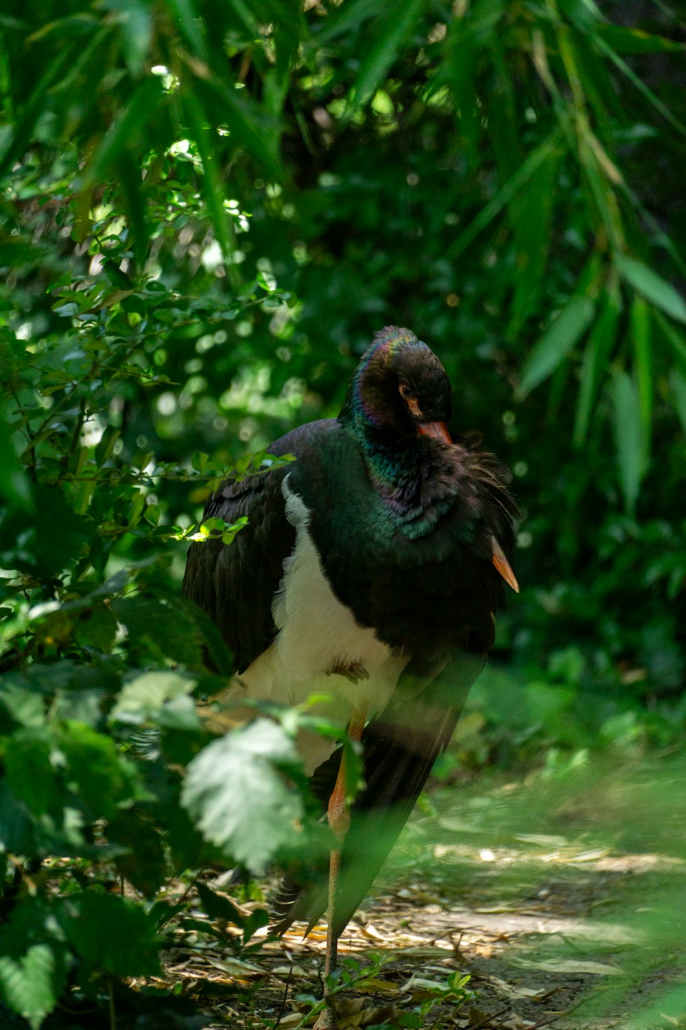 a bird standing in the middle of a forest