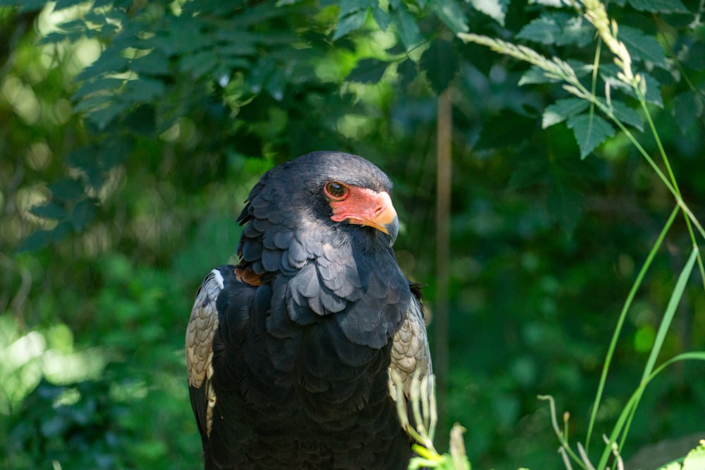 a large black bird sitting on top of a tree branch