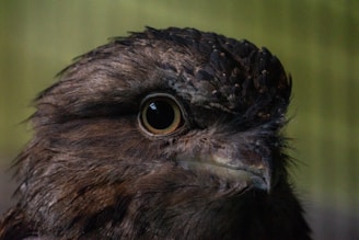 A close-up view of a bird with textured, feathery plumage. The prominent eye dominates the image, and the feathers display a range of earthy tones. The lighting highlights the detail in the feather pattern and the curvature of the beak.
