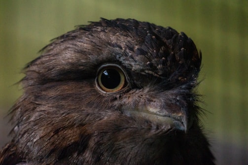 A close-up view of a bird with textured, feathery plumage. The prominent eye dominates the image, and the feathers display a range of earthy tones. The lighting highlights the detail in the feather pattern and the curvature of the beak.