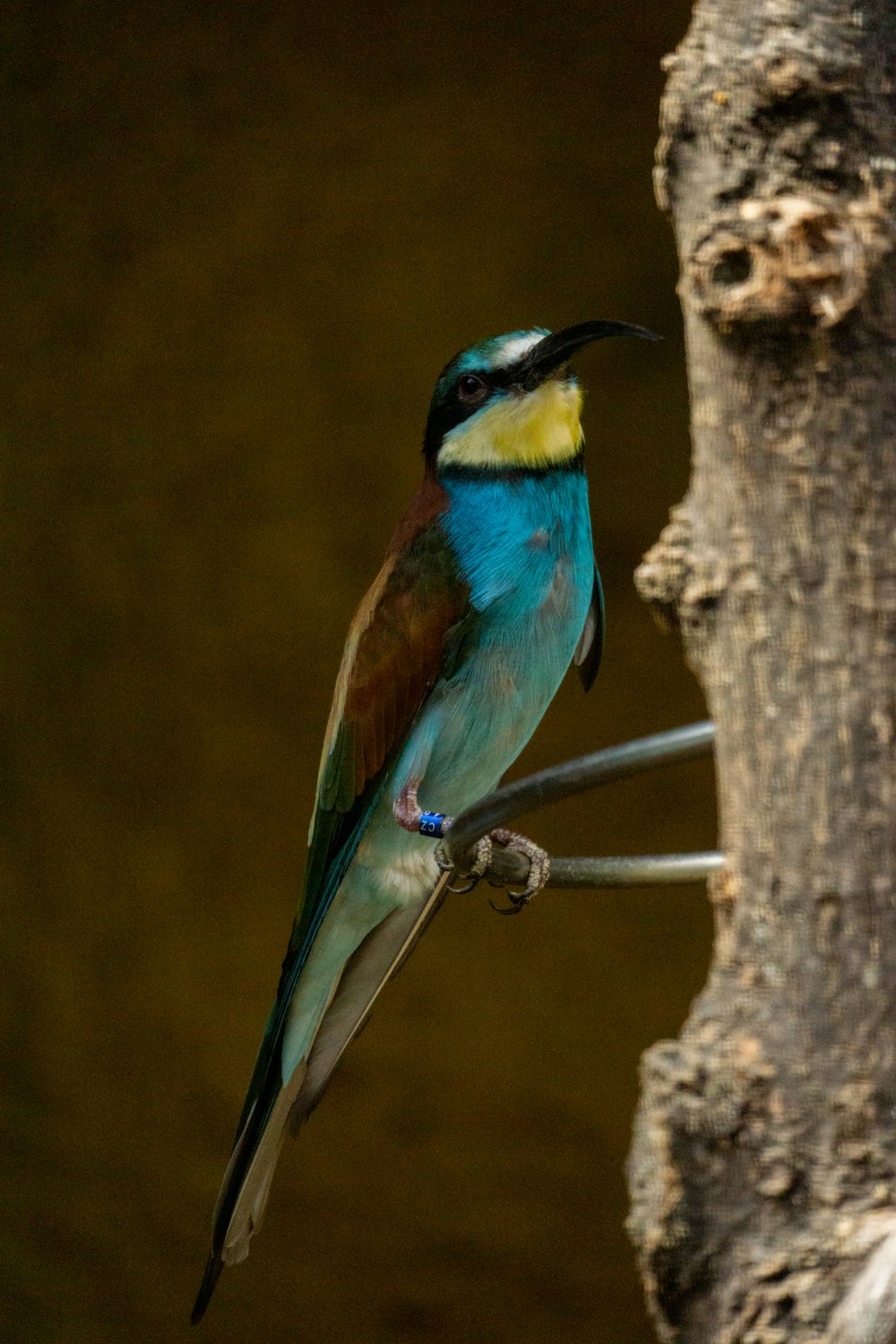 um pássaro colorido empoleirado em um arame ao lado de uma árvore