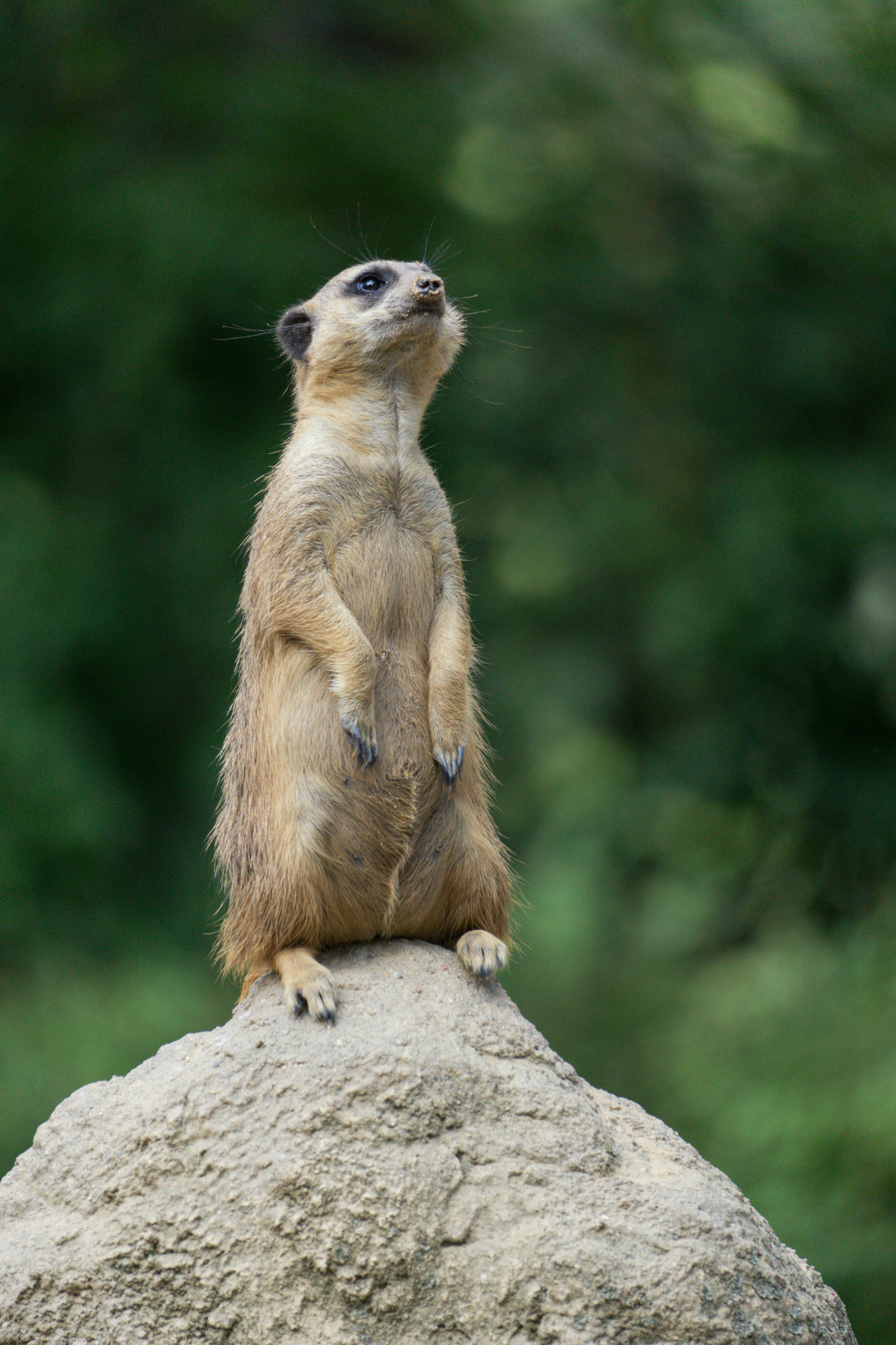 Photo by robertschwarz