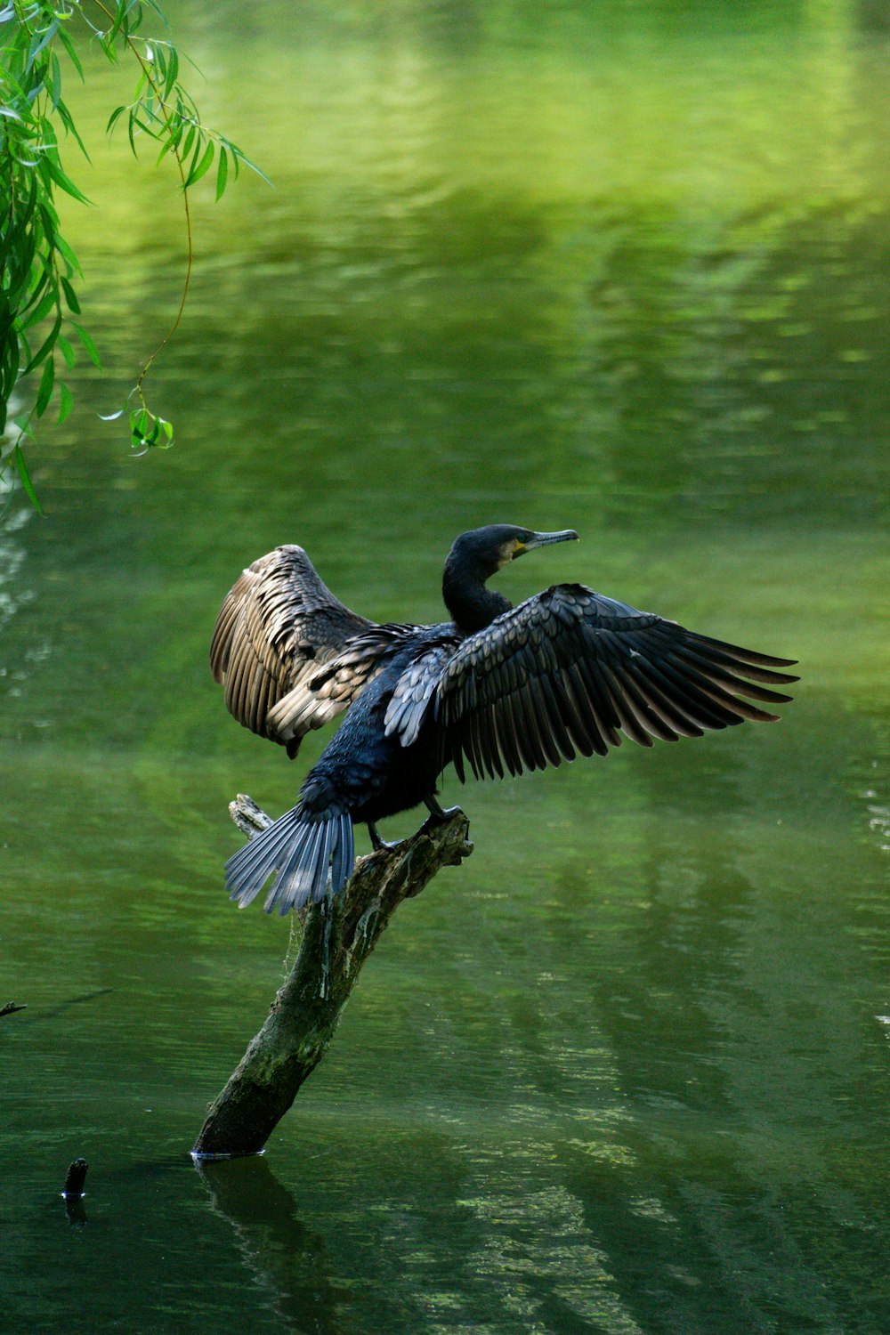 Ein Vogel sitzt auf einem Ast im Wasser