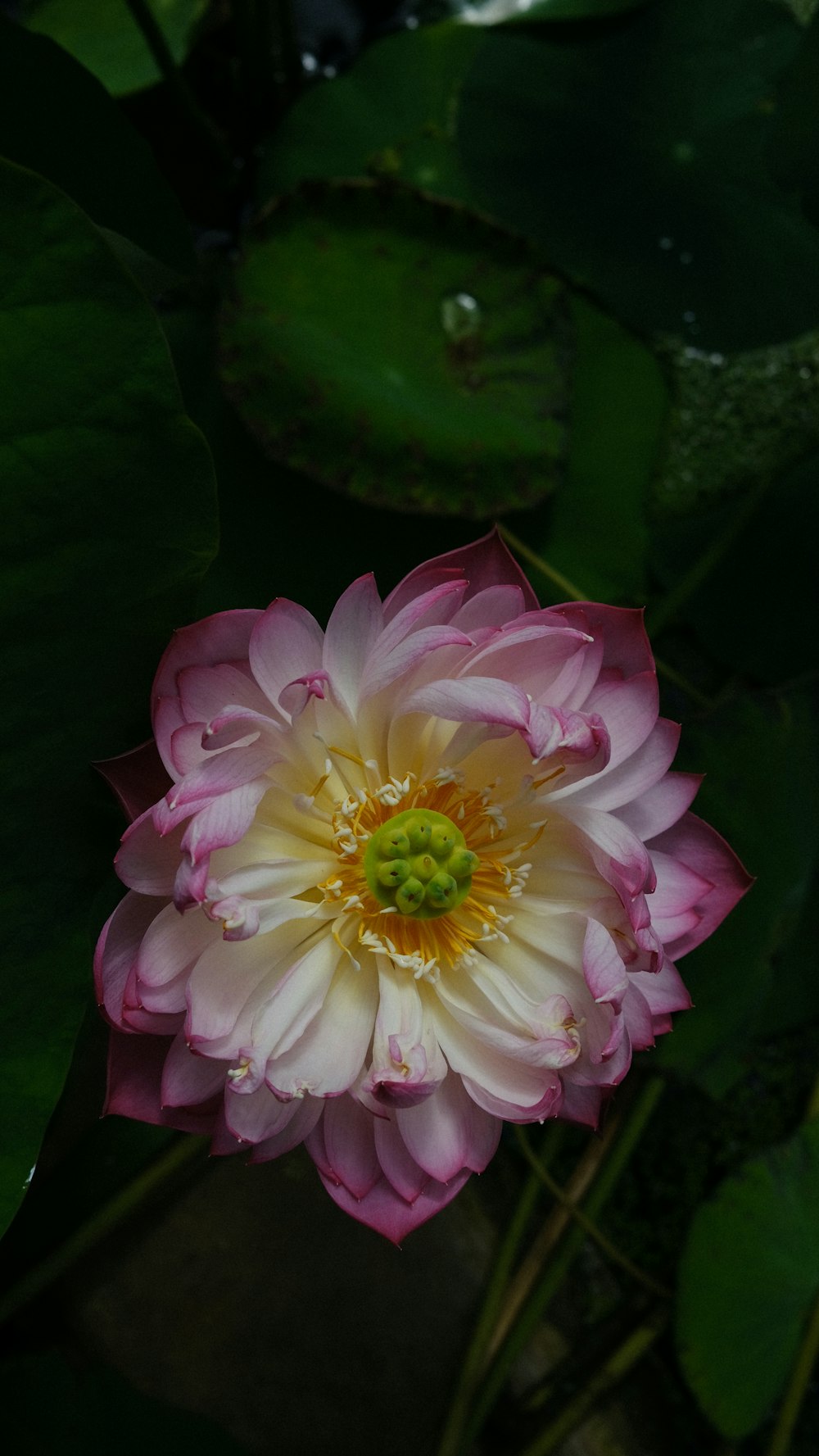 a pink and white flower surrounded by green leaves