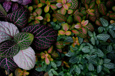 a group of different colored leaves on a plant