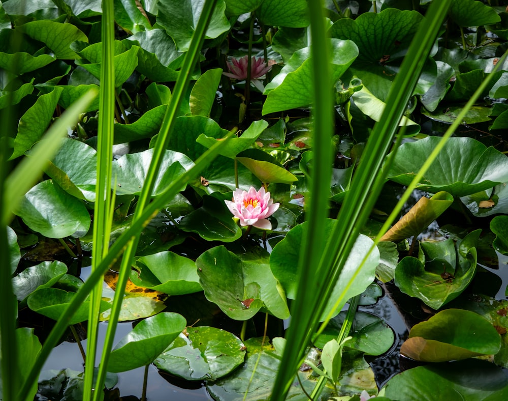 a pink flower is in the middle of a pond of water lilies