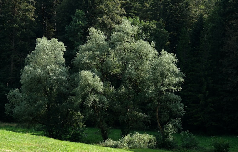 a group of trees in the middle of a field