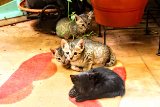 A group of playful kittens exploring a cozy indoor space.