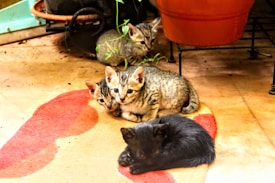 Four kittens are gathered on a floor with three kittens having tabby markings and one kitten with black fur. They are surrounded by potted plants, and the environment appears cozy and domestic.