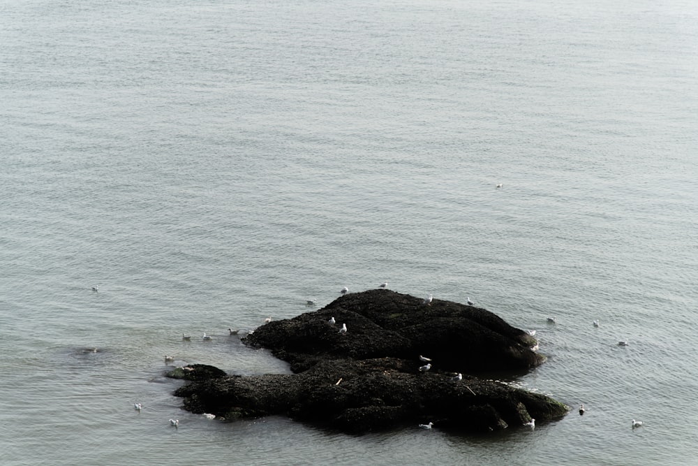a group of birds sitting on top of a rock in the ocean