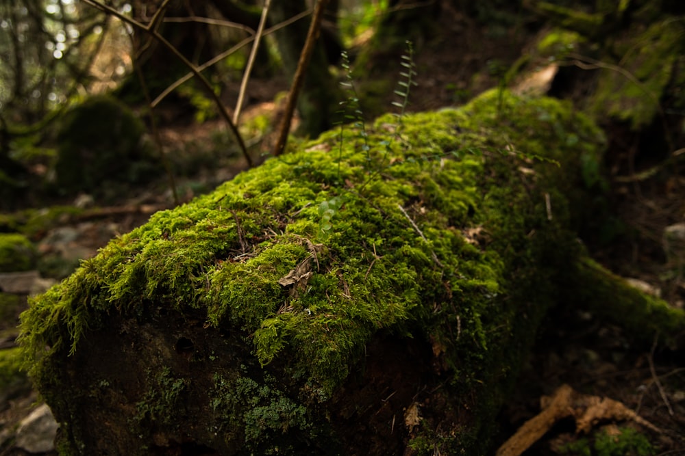 a moss covered log in the middle of a forest