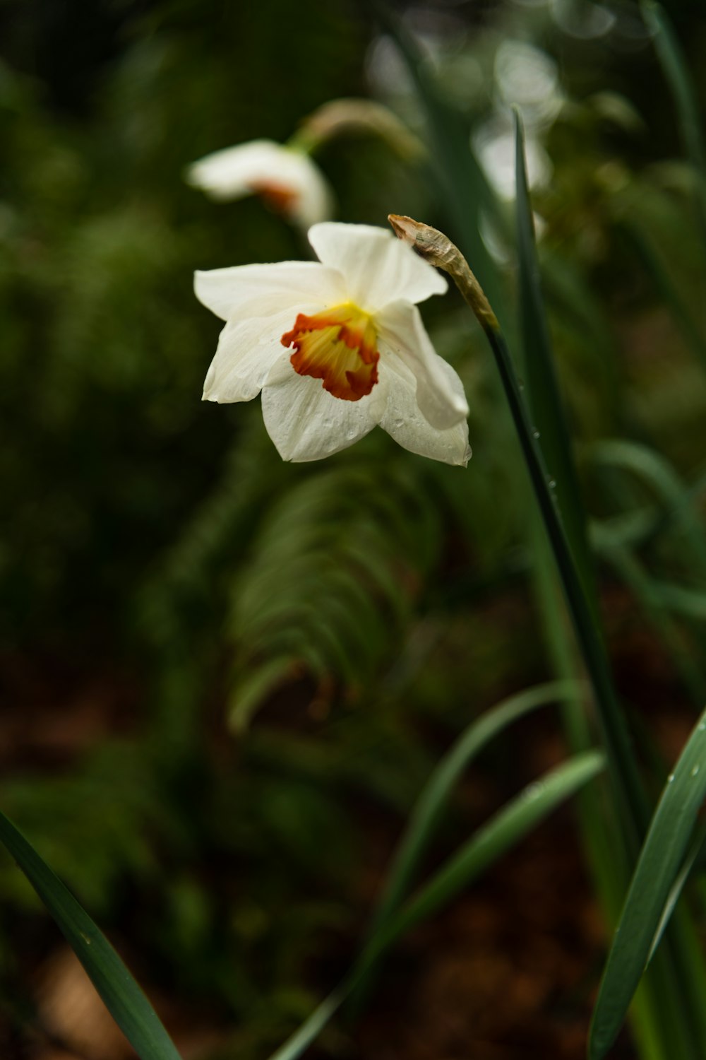 a single white flower with a yellow center