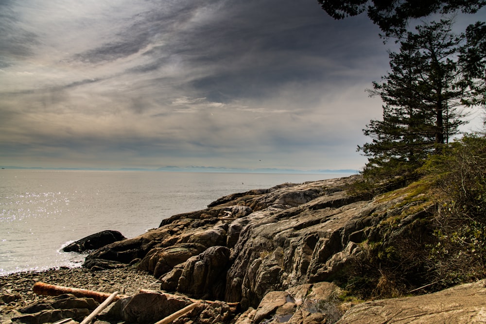 a lone tree on a rocky cliff overlooking the ocean