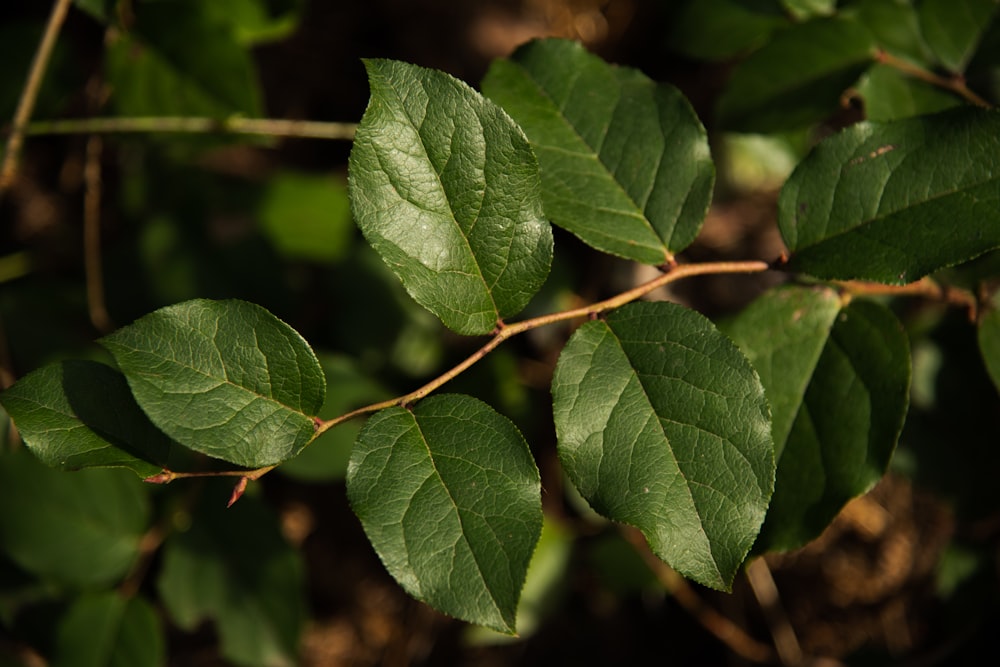 a close up of a green leaf on a tree